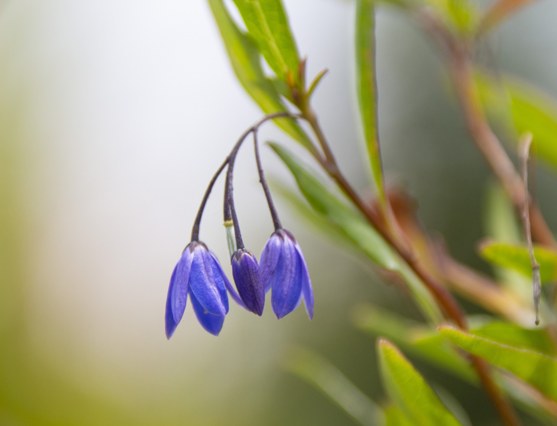 今日の誕生花 4月25日は ブルーベル 花の特徴と花言葉も紹介 ほわほわ ほんわかする楽しい 役立つ情報を発信するサイト